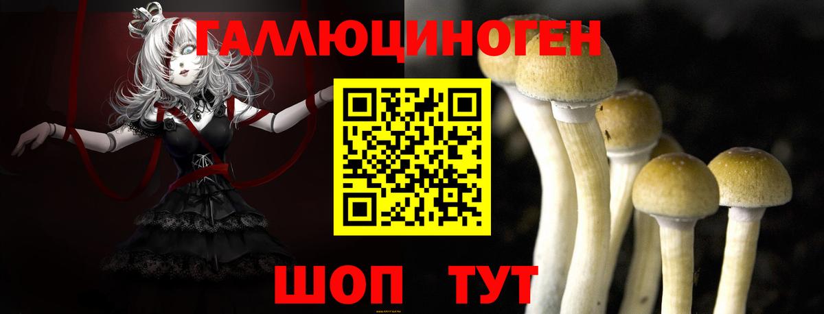 Псилоцибиновые грибы Psilocybe Волгодонск